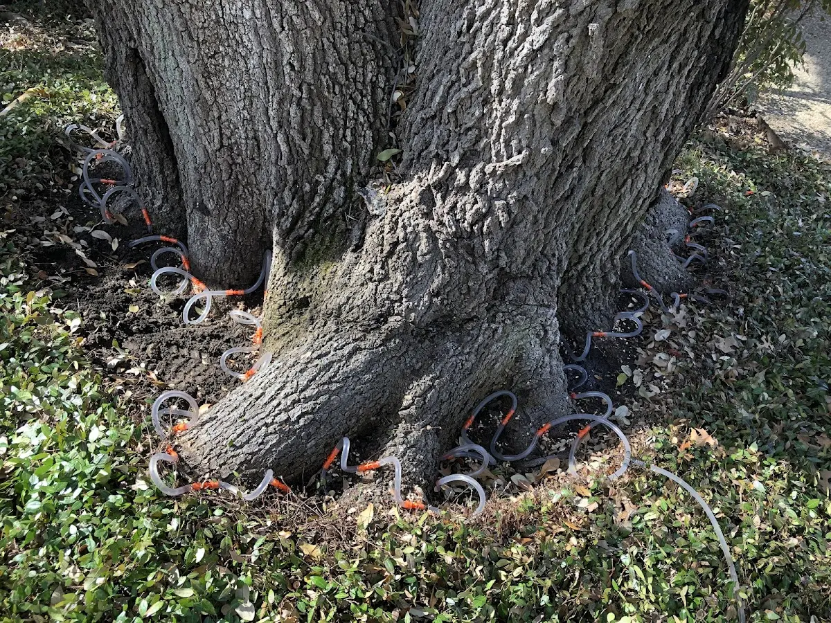 Detailed Tree Cabling and Bracing job site in Lenox